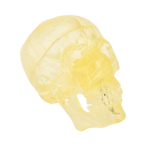 Transparent Skull Life Size